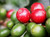coffee cherries