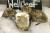 Live Fresh Wellfleet Oysters - 1 Dozen