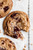 BROWN BUTTER TOFFEE CHOCOLATE CHIP COOKIES