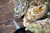 James River Oysters - 25 count