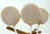 Snickerdoodle Lollipops, Luscious Buttery Cinnamon Sugar - Seven Included