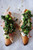 Broccoli Rabe, Burrata, and Prosciutto Crostini - (Free Recipe below)