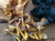 Fresh Golden Chanterelle Mushrooms - priced per pound