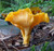 Chanterelle Mushrooms & Crispy Sage Potatoes Chanterelle Mushrooms & Crispy Sage Potatoes