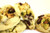 Soft Pistachio Chocolate Chip Cookies - 2 Dozen