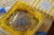 Plain Jane (Gluten Free) - The Tasty Solution for Those Looking for a Gluten-Free Pound Cake