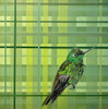 Motivator by Jennifer Bain features a vibrant green hummingbird set against a layered geometric plaid background. Acrylic on wood panel, 10" x 10" (11.5" x 11.5" framed). Original contemporary artwork available for $1,400.