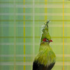 A stylized green crested bird with a red eye and beak stands against a soft geometric plaid background in layered greens and pale yellow tones.