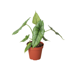 Alocasia 'Dragons Breath'-4" Pot D245-4_ALOCASIA_DRAGONS.BREATH