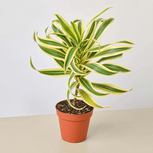 Dracaena Song of India-6" Pot / Nursery Pot D245-6_DRACAENA_SONG.OF.INDIA