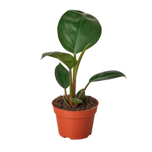 Philodendron 'Congo Rojo'-4" Pot D245-4_PHILODENDRON_CONGO.ROJO