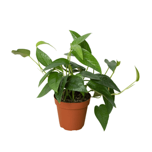 Pothos 'Cebu Blue'-6" Pot D245-6_POTHOS_CEBU.BLUE