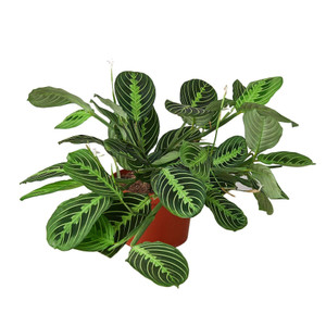 Maranta 'Lemon Lime'-6" Pot / Nursery D245-6_MARANTA_LEMON.LIME