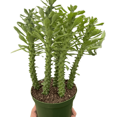 Euphorbia 'Sausage Spurge'-4"Pot D245-4_SUCC_EUPHORBIA_SAUSAGE.SPURGE