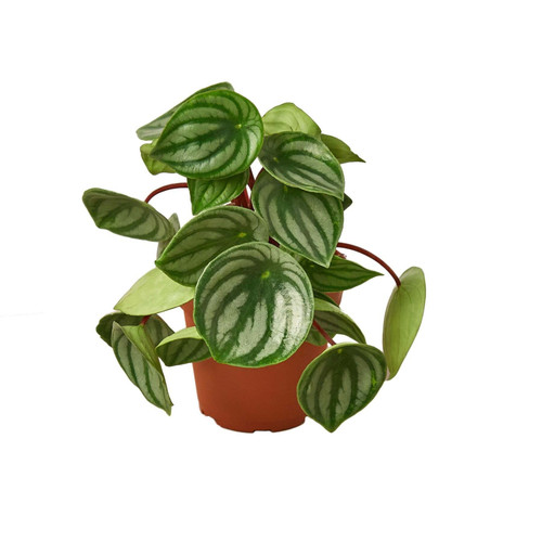 Peperomia Watermelon-6" Pot / Nursery Pot D245-6_PEPEROMIA_WATERMELON
