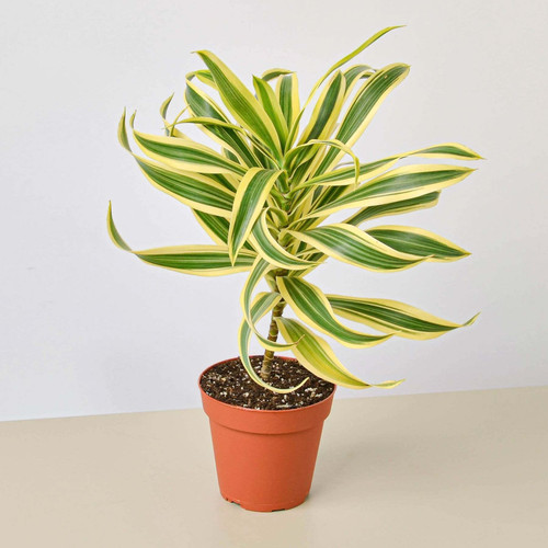 Dracaena Song of India-6" Pot / Black Cylinder D245-6_DRACAENA_SONG.OF.INDIA_PP.BLK.CYL