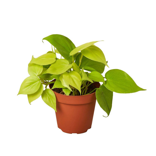 Philodendron 'Neon'-8" Pot D245-8_PHILODENDRON_NEON