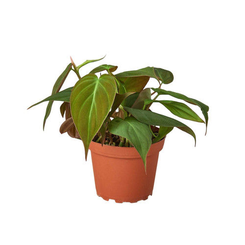 Philodendron 'Velvet'-4" Pot / Black Cylinder D245-4_PHILODENDRON_VELVET_PP.BLK.CYL