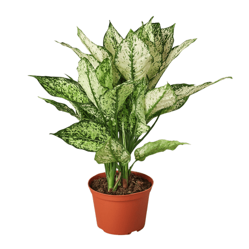 Chinese Evergreen 'First Diamond'-6" Pot D245-6_CH.EVERGREEN_FIRST.DIAMOND