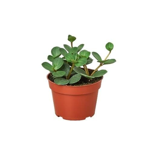 Peperomia 'Hope'-Peperomia 'Hope' D245-8_PEPEROMIA_HOPE