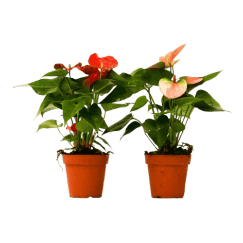 2 Anthurium Variety Pack - 4" Pots-4" Pot D245-4_ANTHURIUM_VARIETY_2PK