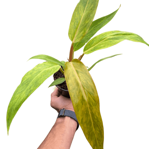 Philodendron 'Orange Marmalade'-4" Pot D245-4_PHILODENDRON_ORANGE.MARMALADE