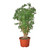 Aralia Ming Stump Plant-6" Pot D245-6_ARALIA_MING.STUMP