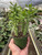Euphorbia 'Sausage Spurge'-4"Pot D245-4_SUCC_EUPHORBIA_SAUSAGE.SPURGE