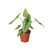 Alocasia 'Dragons Breath'-4" Pot D245-4_ALOCASIA_DRAGONS.BREATH