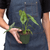 Alocasia 'Dragons Breath'-4" Pot D245-4_ALOCASIA_DRAGONS.BREATH
