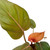 Philodendron 'Summer Glory'-6" Pot D245-6_PHILODENDRON_SUMMER.GLORY