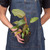 Philodendron 'Summer Glory'-6" Pot D245-6_PHILODENDRON_SUMMER.GLORY