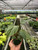 Philodendron 'Summer Glory'-6" Pot D245-6_PHILODENDRON_SUMMER.GLORY