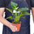 Anthurium 'White'-4" Pot D245-4_ANTHURIUM_WHITE