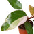 Philodendron 'Pink Princess'-6" Pot / White Cyclinder D245-6_PHILODENDRON_PINK.PRINCESS_PP.WHT.CYL