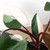 Philodendron 'Pink Princess'-6" Pot / White Cyclinder D245-6_PHILODENDRON_PINK.PRINCESS_PP.WHT.CYL