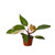 Philodendron 'Pink Princess'-6" Pot / White Cyclinder D245-6_PHILODENDRON_PINK.PRINCESS_PP.WHT.CYL