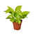 Pothos 'Neon'-8" Pot D245-8_POTHOS_NEON