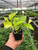 Pothos 'Neon'-8" Pot D245-8_POTHOS_NEON