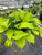 Pothos 'Neon'-8" Pot D245-8_POTHOS_NEON