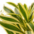 Dracaena 'Song of India'-6" Pot / Nursery Pot D245-6_DRACAENA_SONG.OF.INDIA