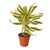 Dracaena 'Song of India'-6" Pot / Nursery Pot D245-6_DRACAENA_SONG.OF.INDIA
