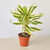 Dracaena Song of India-6" Pot / Nursery Pot D245-6_DRACAENA_SONG.OF.INDIA