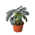 Alocasia Silver Dragon-Black Cylinder - 6" Pot D245-6_ALOCASIA_SILVER.DRAGON_PP.BLK.CYL