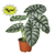 Alocasia Silver Dragon-Black Cylinder - 6" Pot D245-6_ALOCASIA_SILVER.DRAGON_PP.BLK.CYL