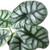 Alocasia Silver Dragon-Black Cylinder - 6" Pot D245-6_ALOCASIA_SILVER.DRAGON_PP.BLK.CYL