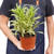 Dracaena 'Song of India'-6" Pot / Black Cylinder D245-6_DRACAENA_SONG.OF.INDIA_PP.BLK.CYL