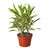 Dracaena 'Song of India'-6" Pot / Black Cylinder D245-6_DRACAENA_SONG.OF.INDIA_PP.BLK.CYL