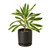 Dracaena 'Song of India'-6" Pot / Black Cylinder D245-6_DRACAENA_SONG.OF.INDIA_PP.BLK.CYL