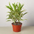 Dracaena Song of India-6" Pot / Black Cylinder D245-6_DRACAENA_SONG.OF.INDIA_PP.BLK.CYL